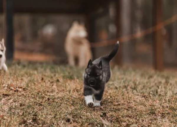 meravigliosi husky per adozione | Foto 3