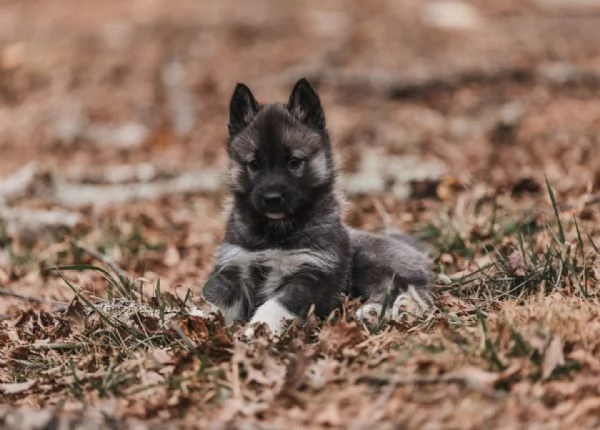 meravigliosi husky per adozione | Foto 2