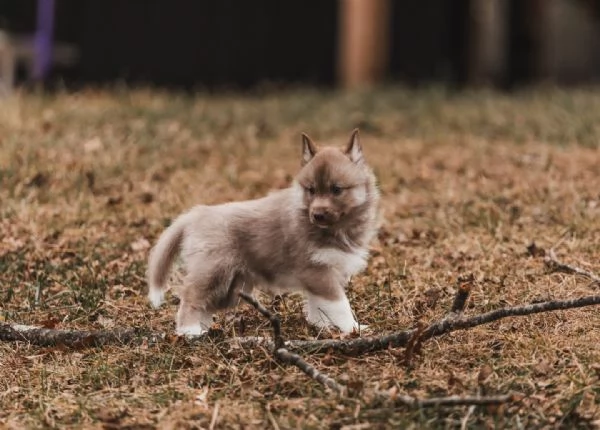 meravigliosi husky per adozione | Foto 1