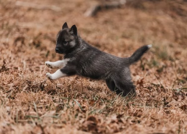 meravigliosi husky per adozione | Foto 0