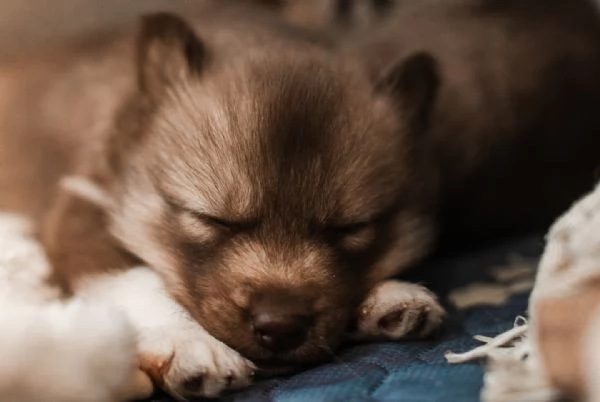 meravigliosi husky per adozione | Foto 0