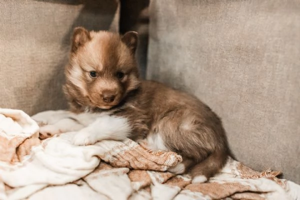meravigliosi husky per adozione