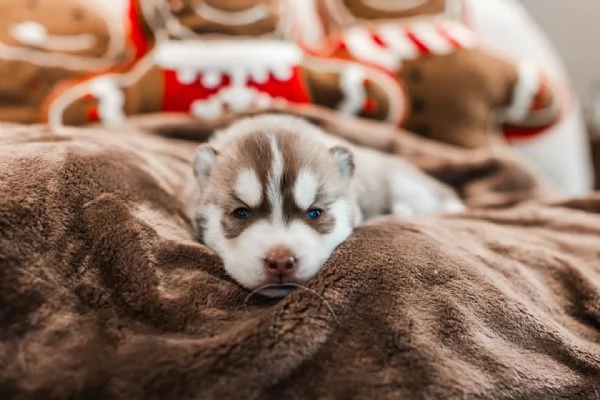 meravigliosi husky per adozione | Foto 4