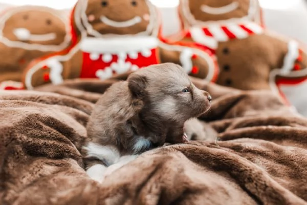 meravigliosi husky per adozione | Foto 3