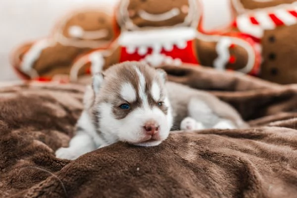 meravigliosi husky per adozione | Foto 2