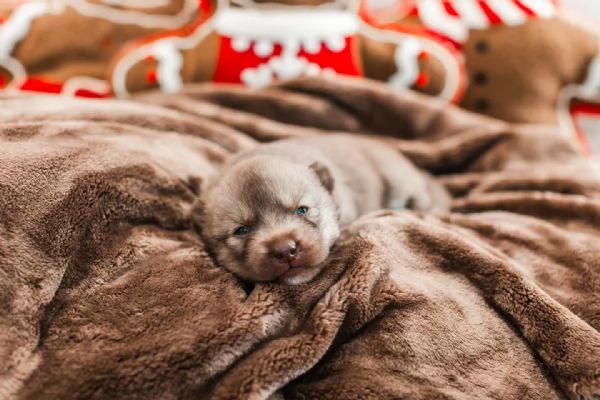 meravigliosi husky per adozione