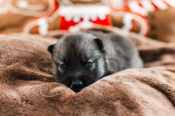 meravigliosi husky per adozione | Foto 1