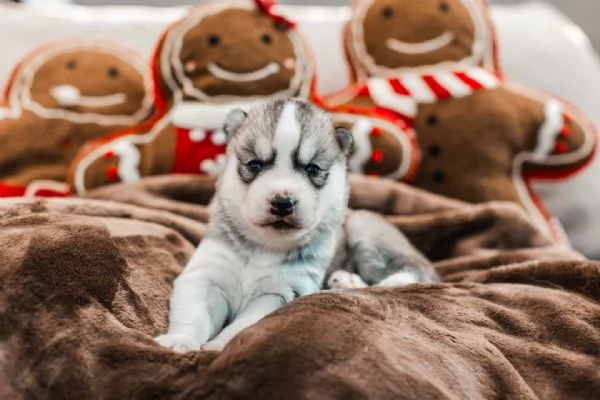 meravigliosi husky per adozione | Foto 0