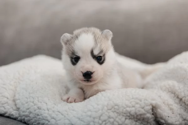 meravigliosi husky per adozione | Foto 4