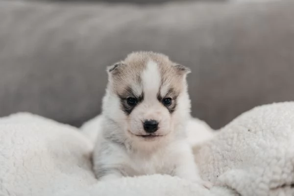 meravigliosi husky per adozione | Foto 3