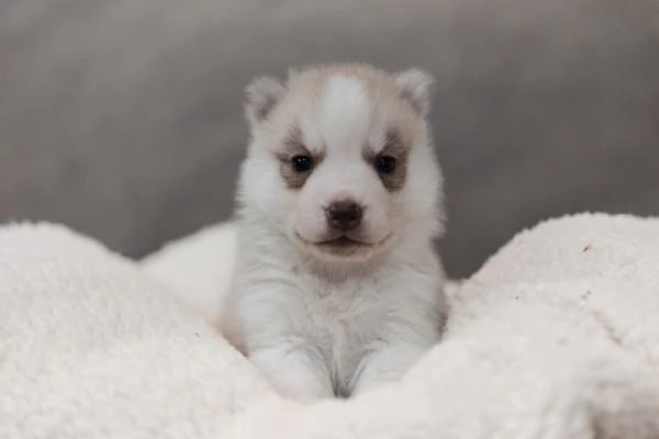 meravigliosi husky per adozione