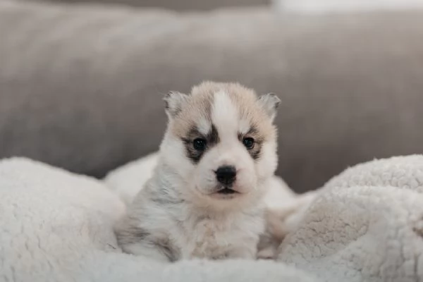 meravigliosi husky per adozione | Foto 1