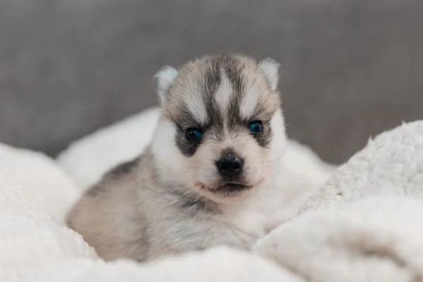 meravigliosi husky per adozione | Foto 0