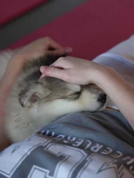meravigliosi husky per adozione | Foto 4
