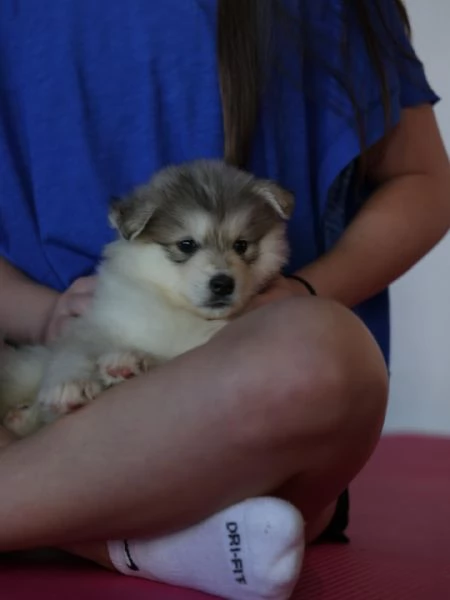 meravigliosi husky per adozione | Foto 3