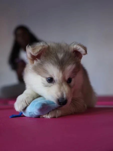 meravigliosi husky per adozione | Foto 2