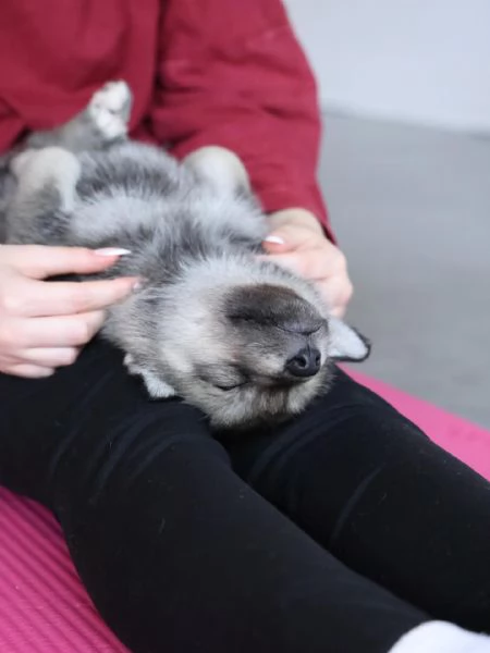 meravigliosi husky per adozione