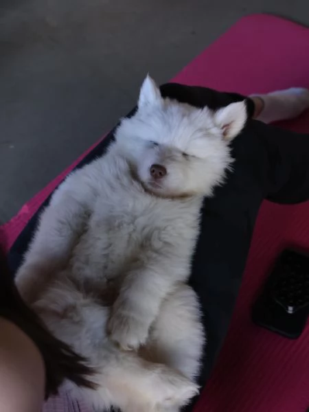 meravigliosi husky per adozione | Foto 1