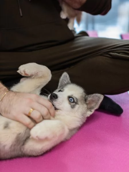 meravigliosi husky per adozione | Foto 0