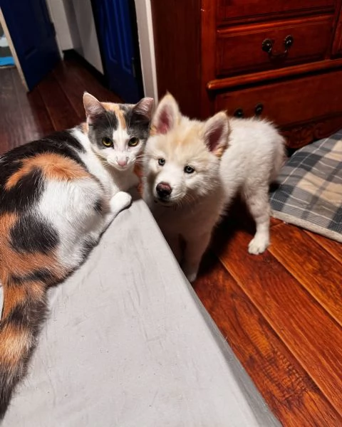 meravigliosi husky per adozione