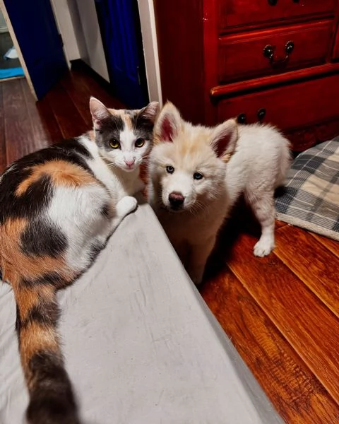 meravigliosi husky per adozione | Foto 2