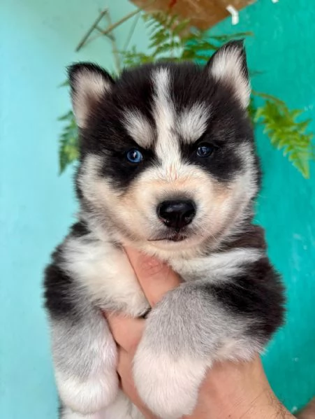 meravigliosi husky per adozione