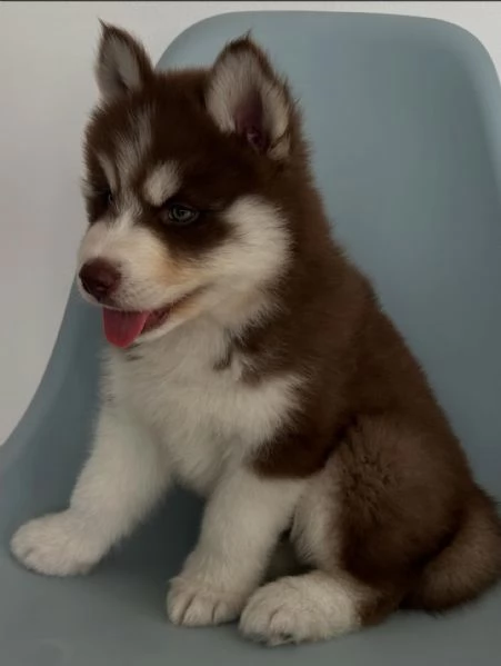 meravigliosi husky per adozione | Foto 4