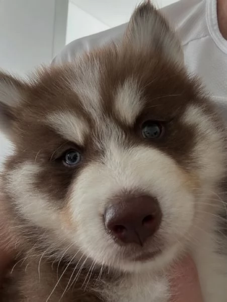 meravigliosi husky per adozione | Foto 3