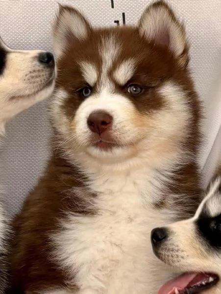 meravigliosi husky per adozione | Foto 2