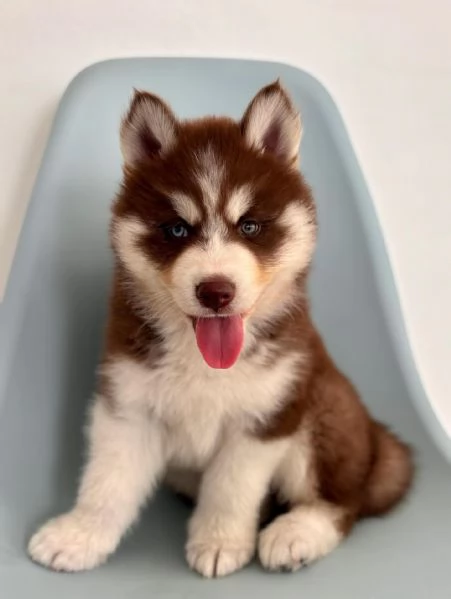 meravigliosi husky per adozione | Foto 1