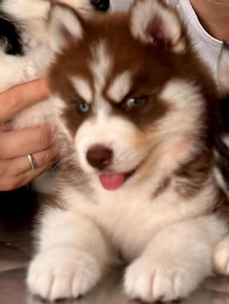 meravigliosi husky per adozione