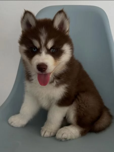meravigliosi husky per adozione | Foto 0