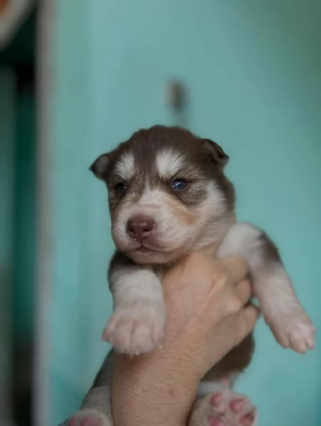 meravigliosi husky per adozione | Foto 0