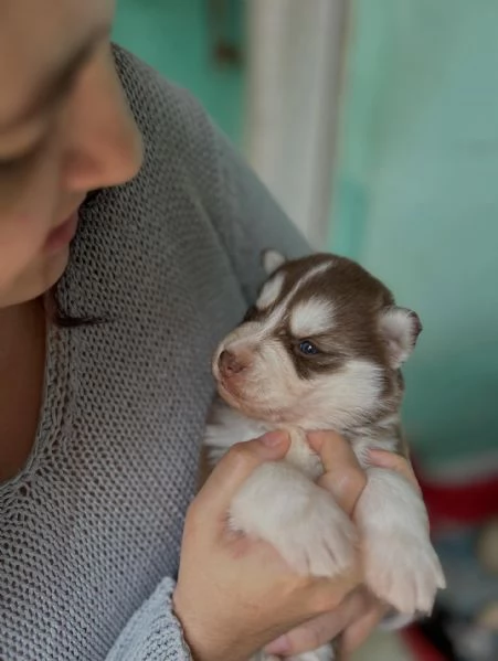 meravigliosi husky per adozione