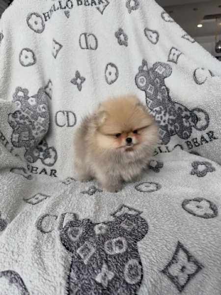 meravigliosi Volpino Pomerania per adozione | Foto 0