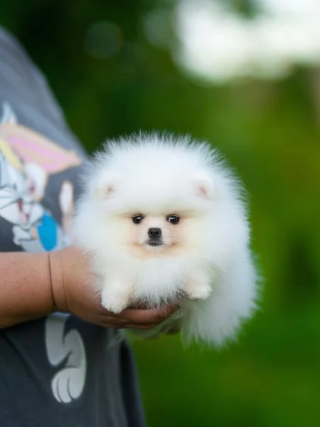 meravigliosi Volpino Pomerania per adozione