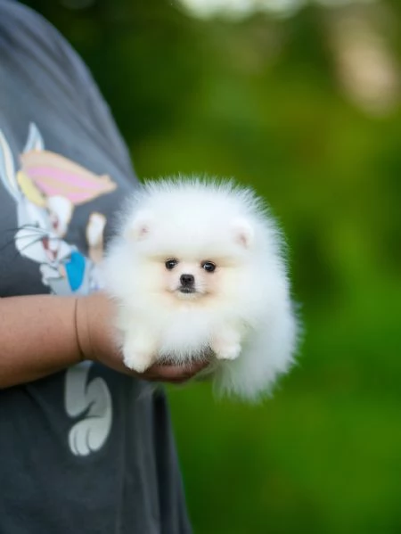 meravigliosi Volpino Pomerania per adozione | Foto 0