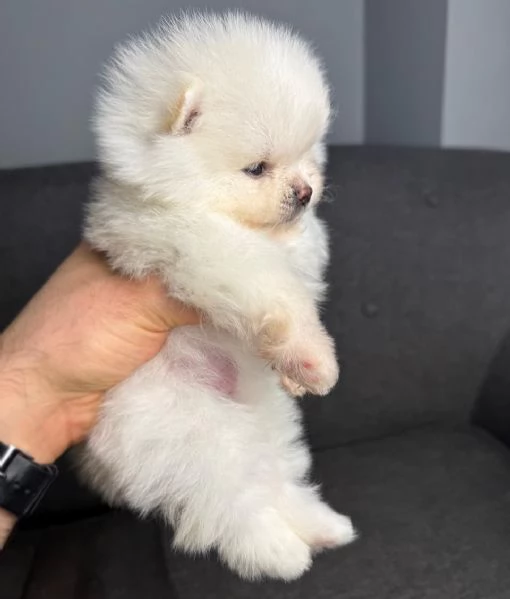 meravigliosi Volpino Pomerania per adozione | Foto 0