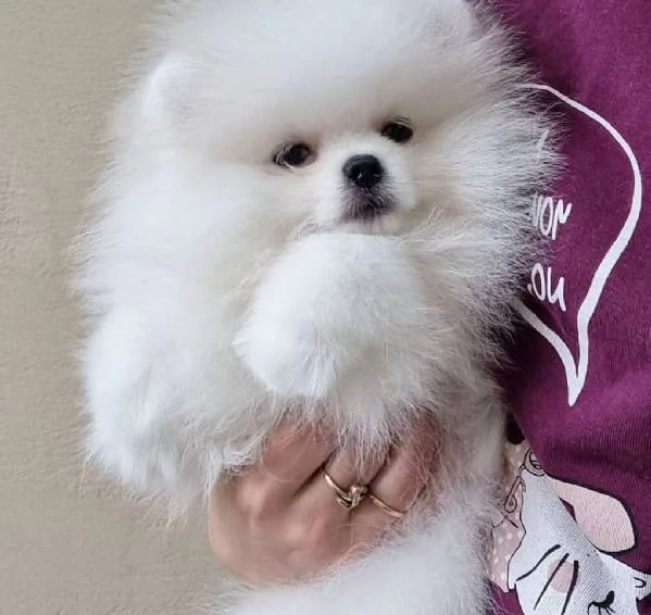 meravigliosi Volpino Pomerania per adozione | Foto 0