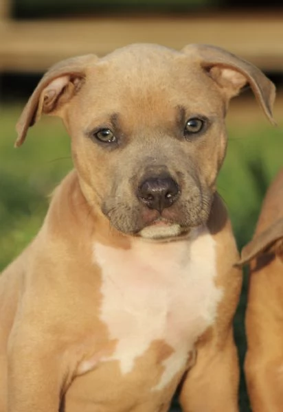 Cuccioli di Pit Bull con Pedigree anche a rate 