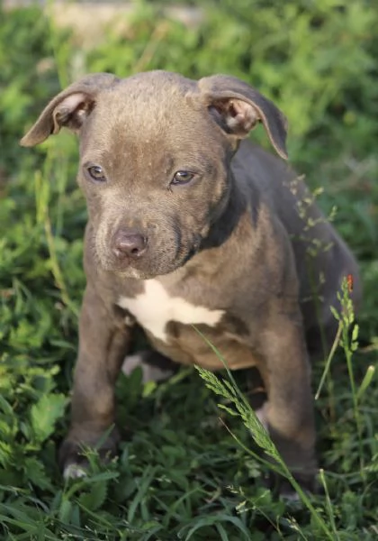 Cuccioli di Pit Bull con Pedigree anche a rate  | Foto 6