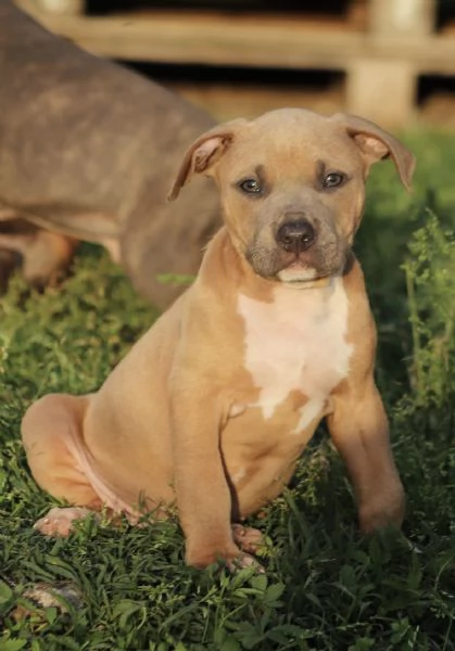 Cuccioli di Pit Bull con Pedigree anche a rate  | Foto 5