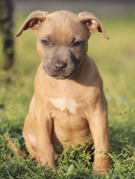Cuccioli di Pit Bull con Pedigree anche a rate  | Foto 4