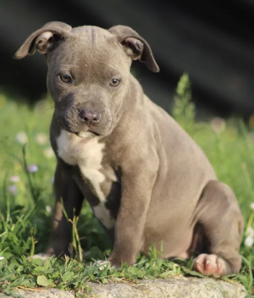 Cuccioli di Pit Bull con Pedigree anche a rate  | Foto 2