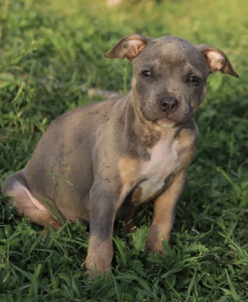 Cuccioli di Pit Bull con Pedigree anche a rate  | Foto 1