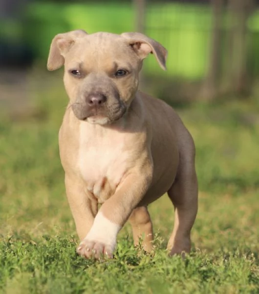 Cuccioli di Pit Bull con Pedigree anche a rate  | Foto 0