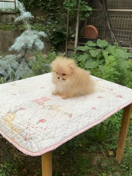 meravigliosi Volpino Pomerania per adozione | Foto 2