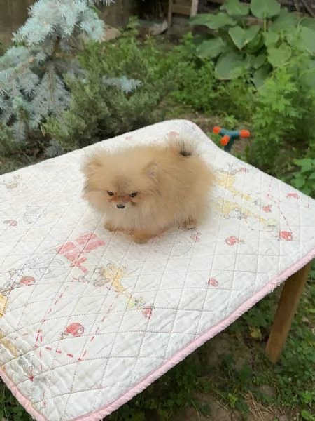 meravigliosi Volpino Pomerania per adozione | Foto 1