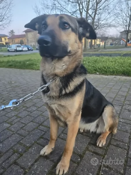Taina, cerco casa urgentemente | Foto 1