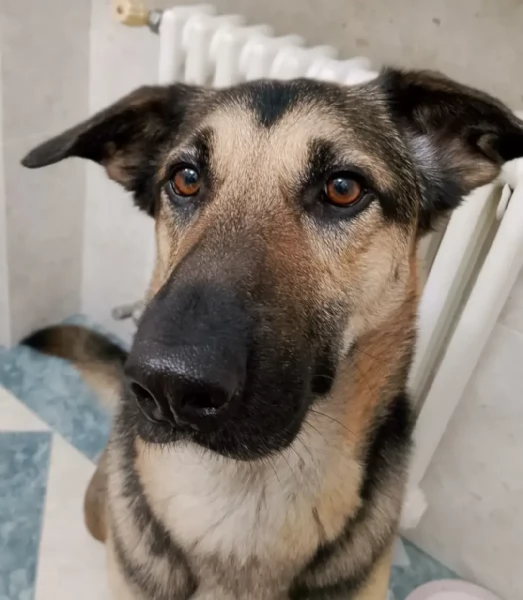 Taina, cerco casa urgentemente | Foto 0